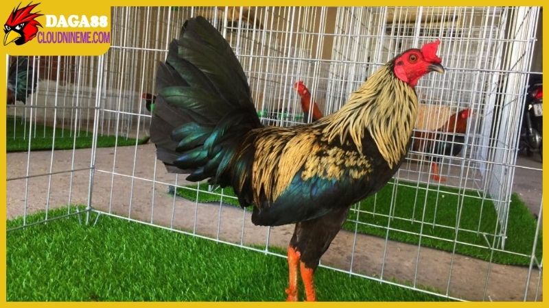 Gà Asil lai Mỹ có đặc điểm gì nổi bật, đá có hay không? 6 Những đặc điểm không thể chê của gà Asil lai Mỹ