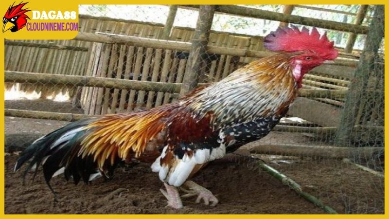 Gà ngũ sắc chân trắng là gì, có hiếm gặp lắm hay không? 5 Vì sao gà ngũ sắc chân trắng lại được sư kê yêu thích?