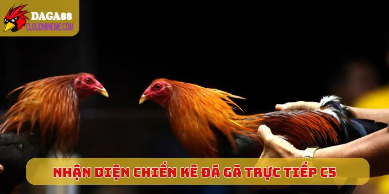 ĐÁ GÀ TRỰC TIẾP C5 6 Nhận diện chiến kê tốt khi xem Đá Gà Trực Tiếp C5